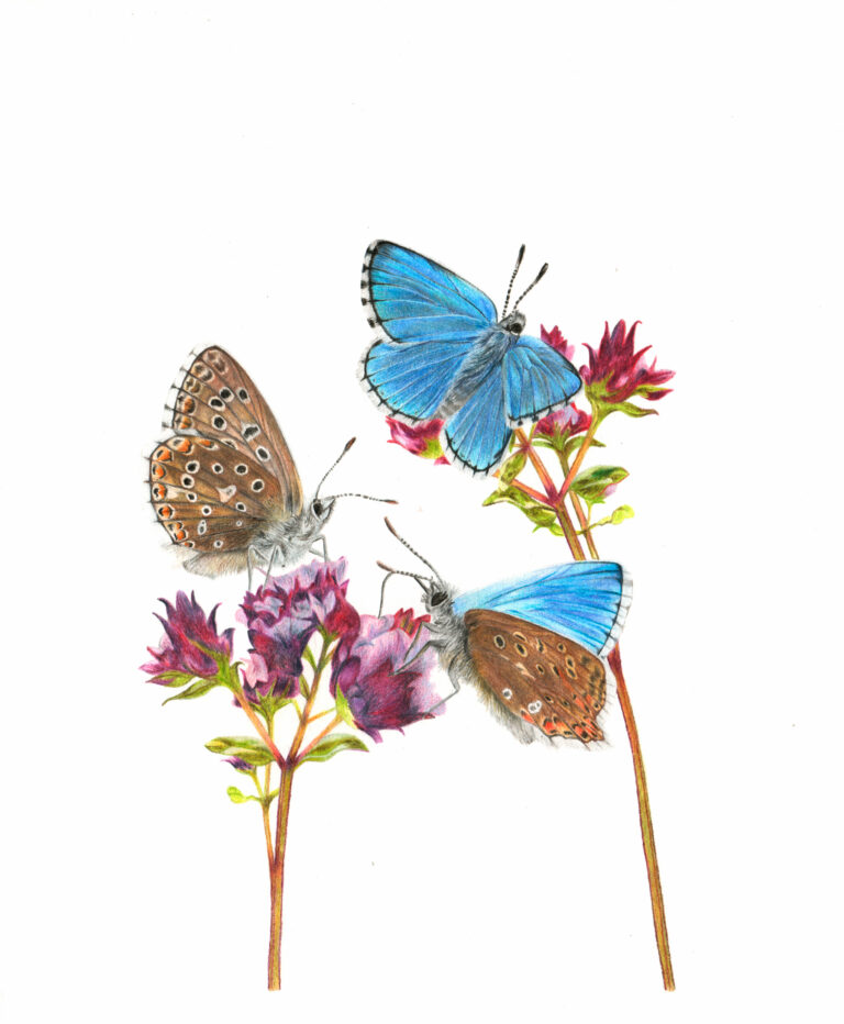 Adonis blue small 768x932