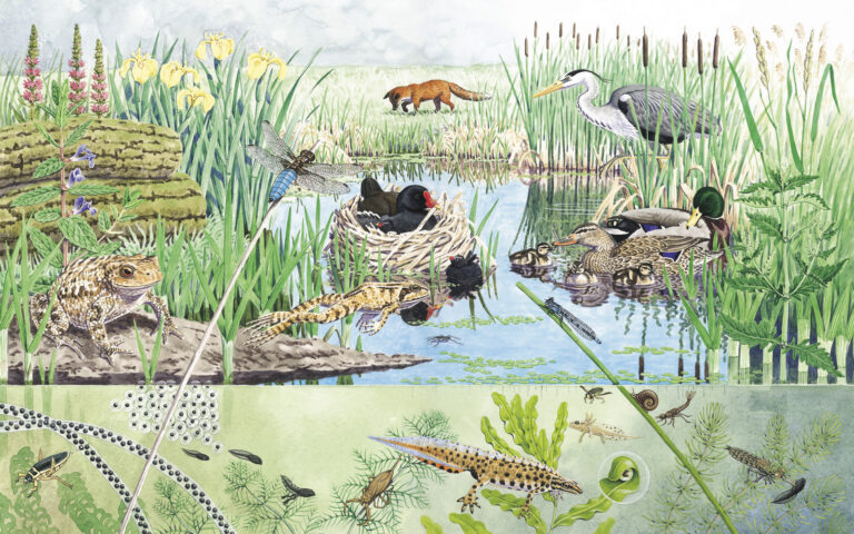 Pond cutaway watercolour illustration Pond cutaway watercolour illustration