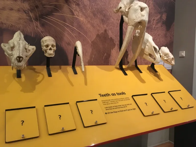 Interactive exhibits from first principles, with Lyndsey Clark (MAHI)