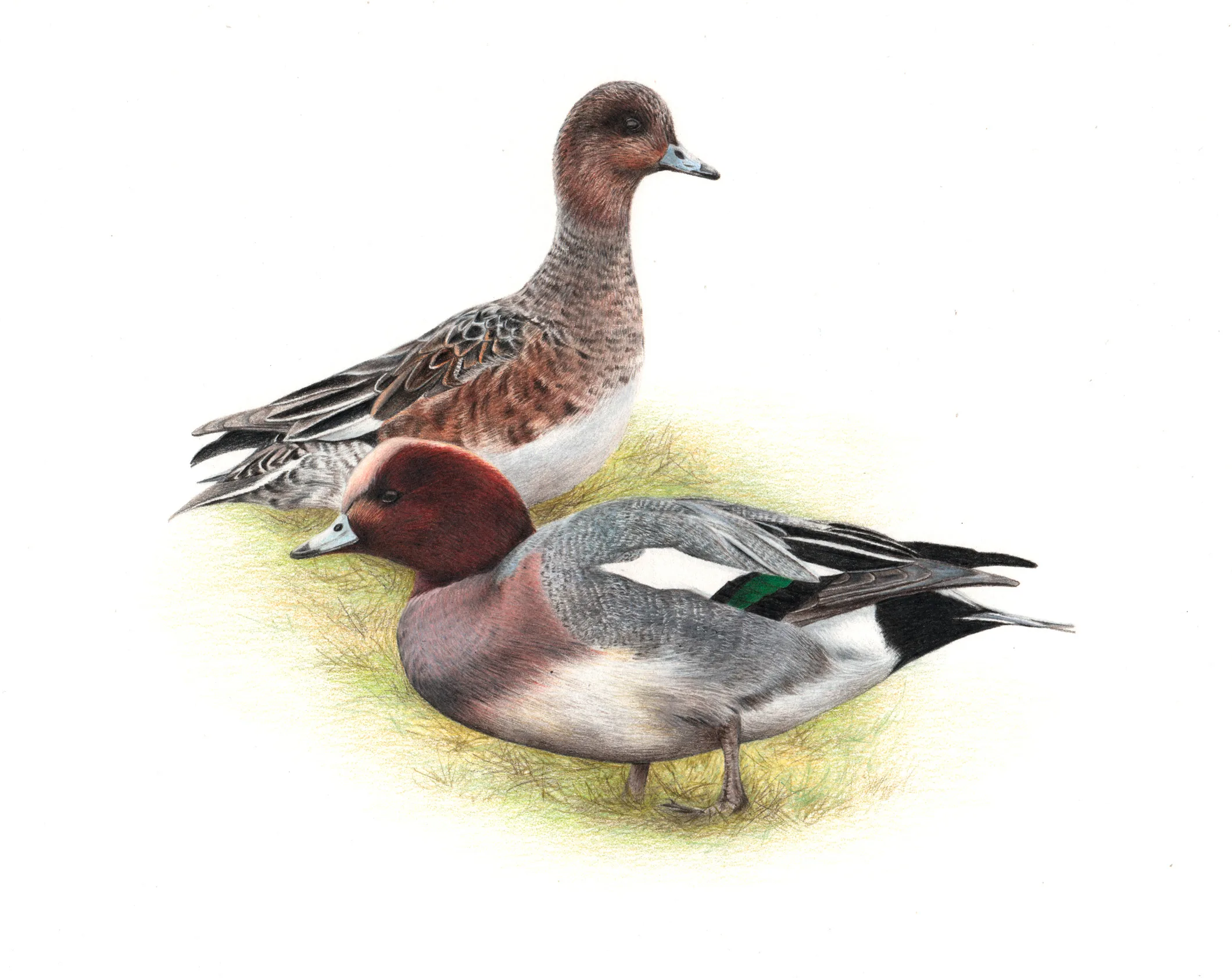 Emily Summers-Mileman – Landscape Interpretation & Nature Illustration